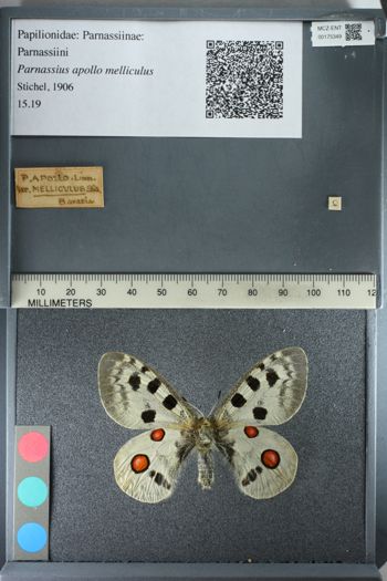 Media type: image;   Entomology 175349